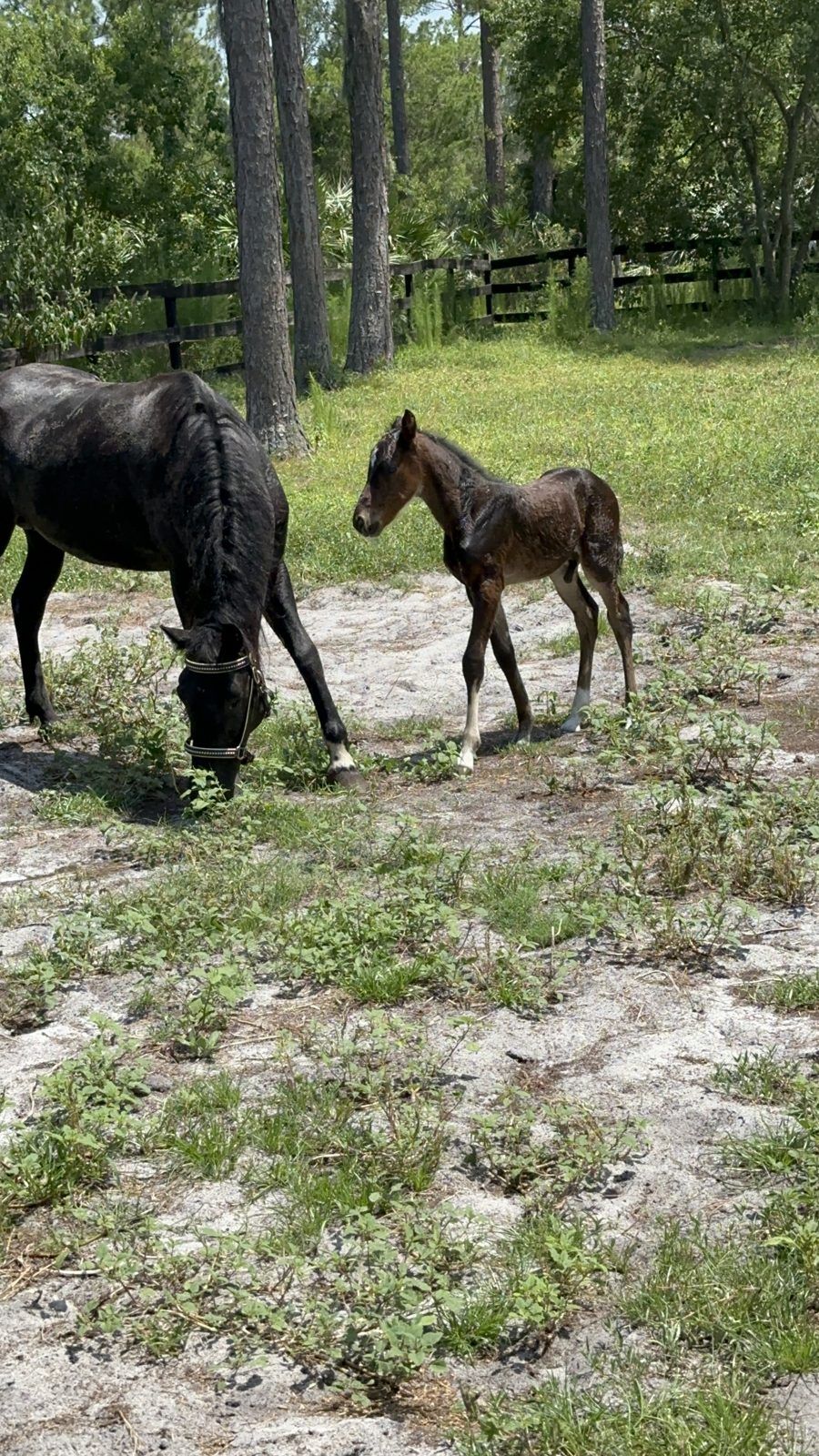 Maverick as a foal beside a grazing black mare