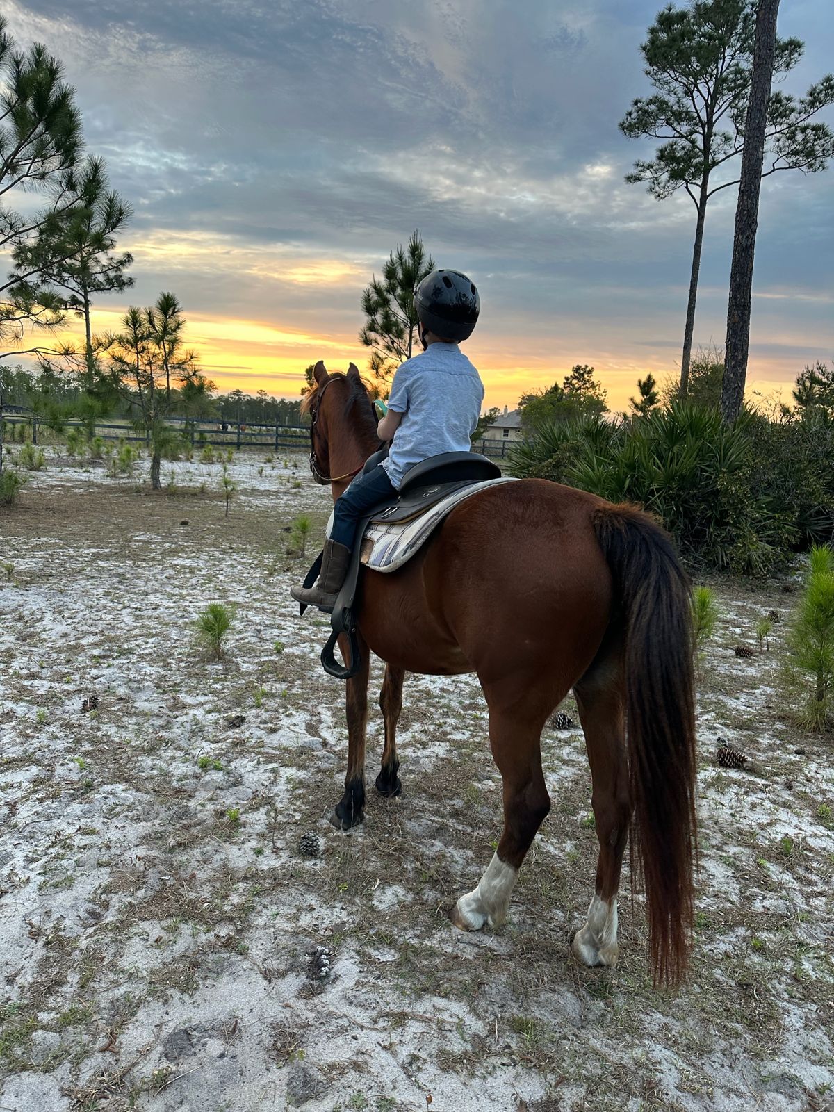 A child in a riding helmet reads on a chestnut horse at sunset at The Refuge