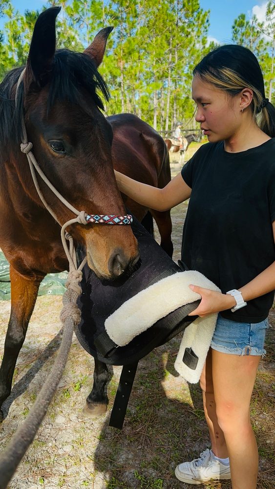A student introduces a saddle pad to a bay horse during the Horse Ownership Experience at The Refuge