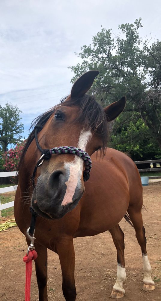 Serena, our bay Arabian mare, with a white blaze and a braided rope halter