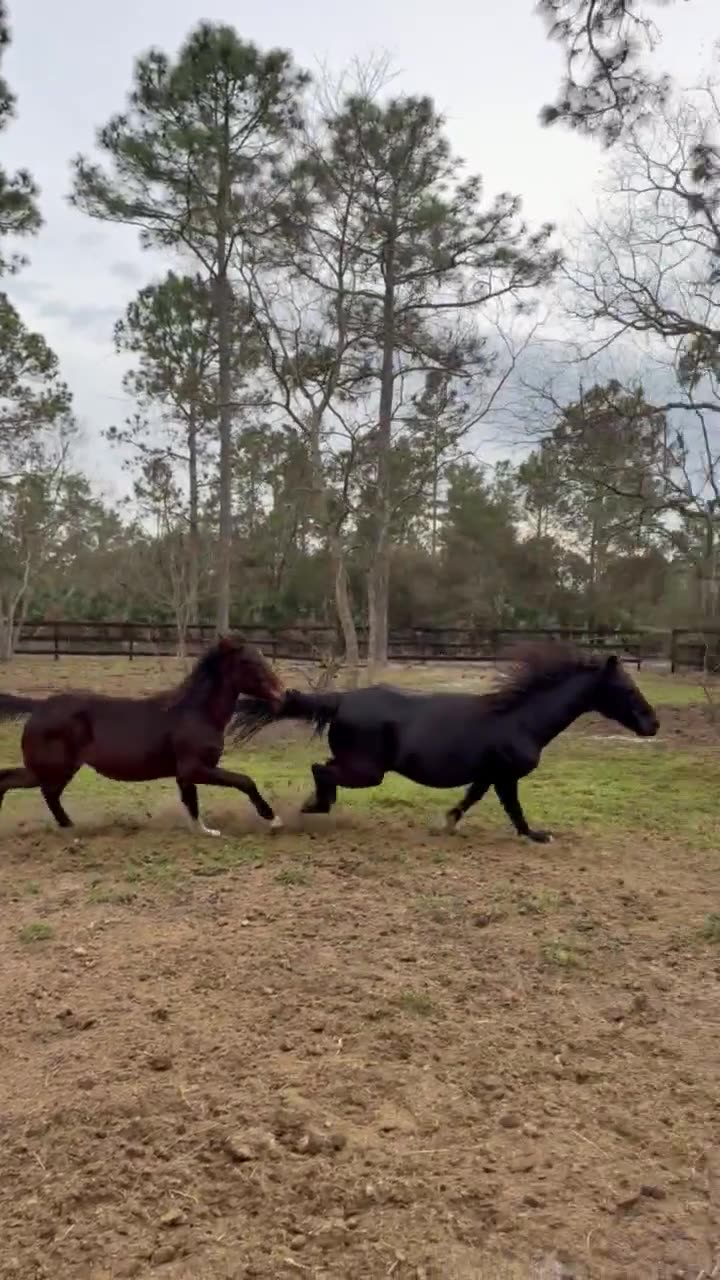Maverick galloping across the field with another horse